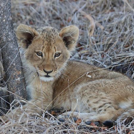 Masodini Game Lodge Hoedspruit Kültér fotó