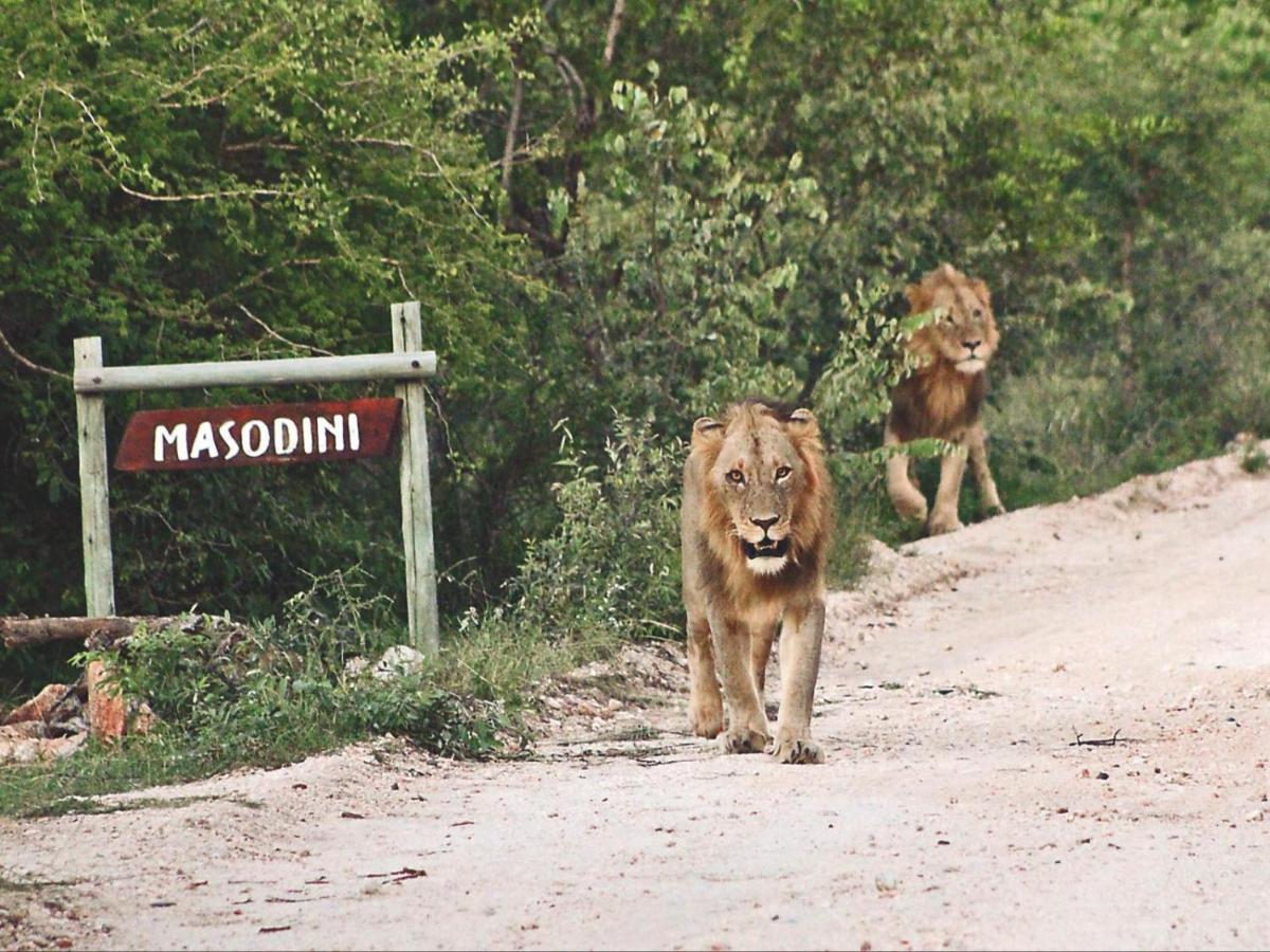 Masodini Game Lodge Hoedspruit Kültér fotó