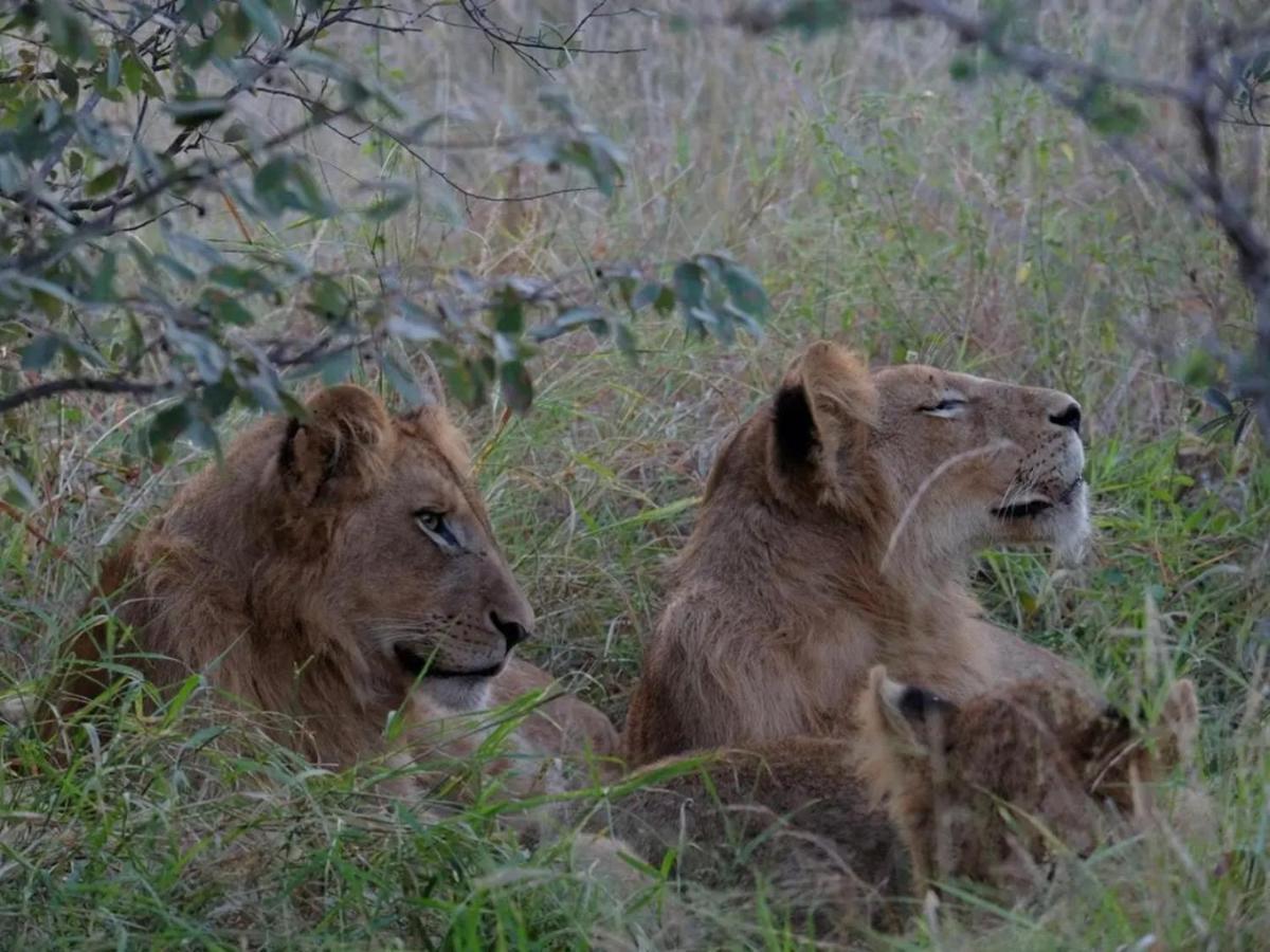 Masodini Game Lodge Hoedspruit Kültér fotó