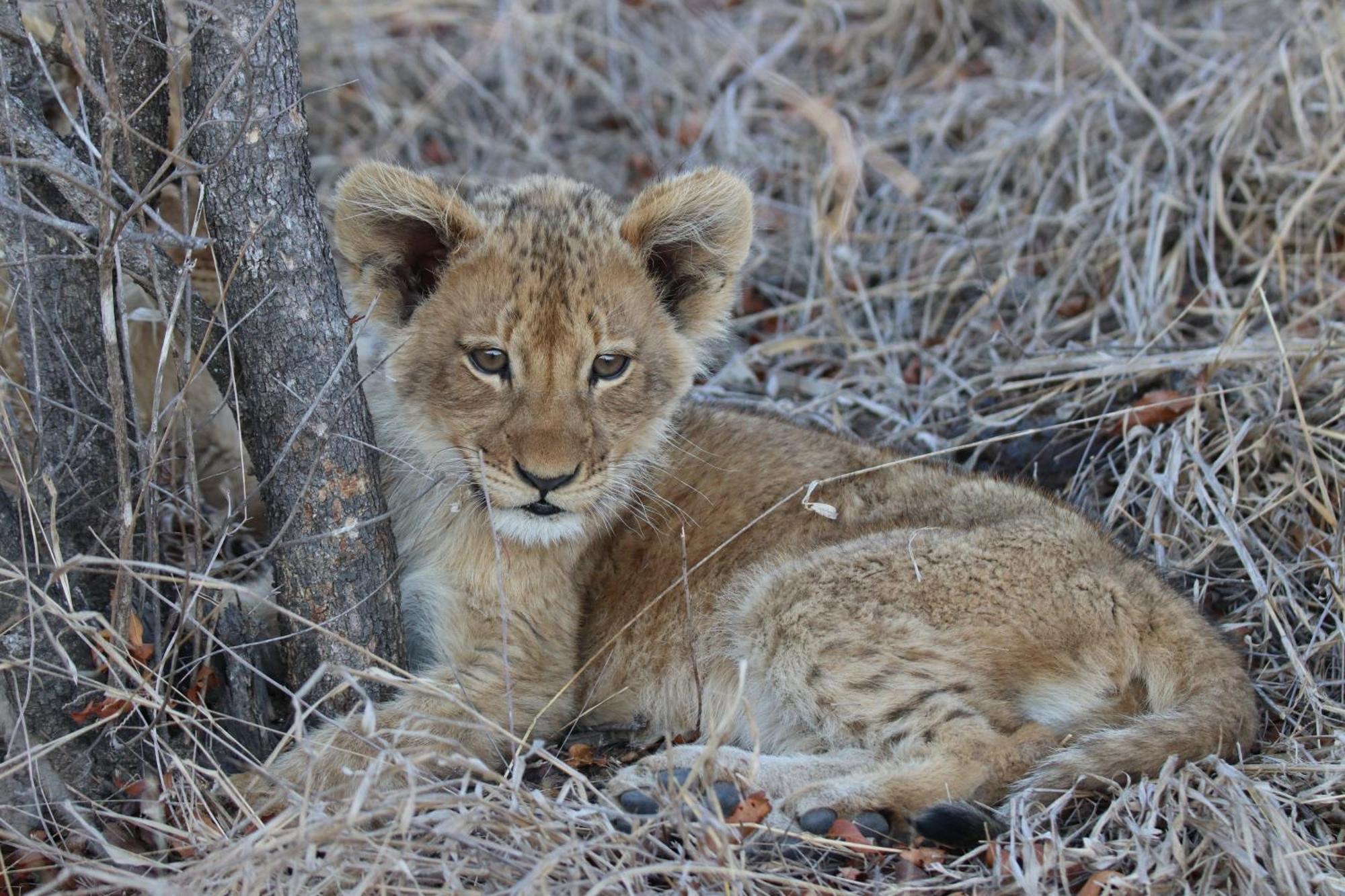 Masodini Game Lodge Hoedspruit Kültér fotó