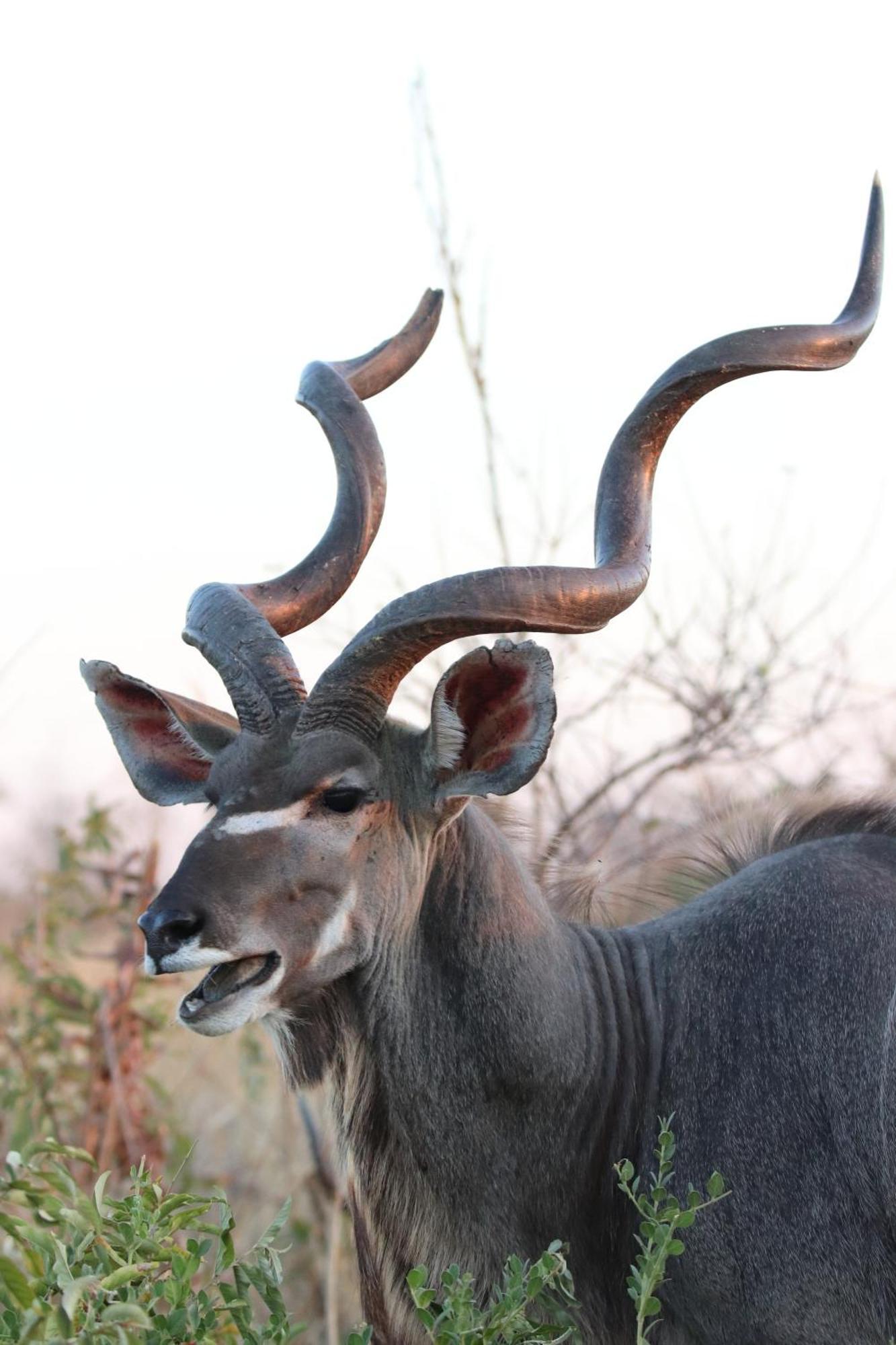 Masodini Game Lodge Hoedspruit Kültér fotó