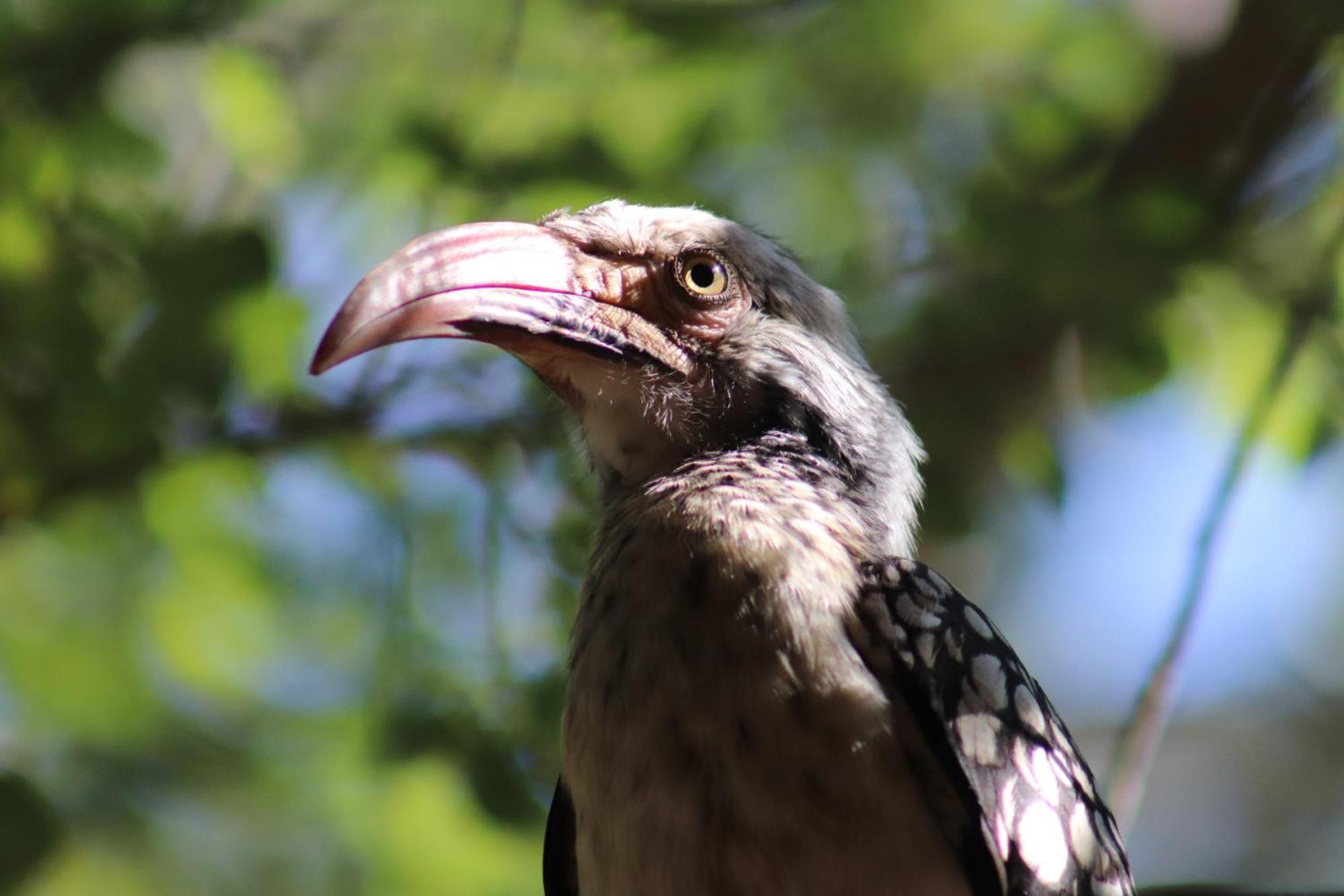 Masodini Game Lodge Hoedspruit Kültér fotó