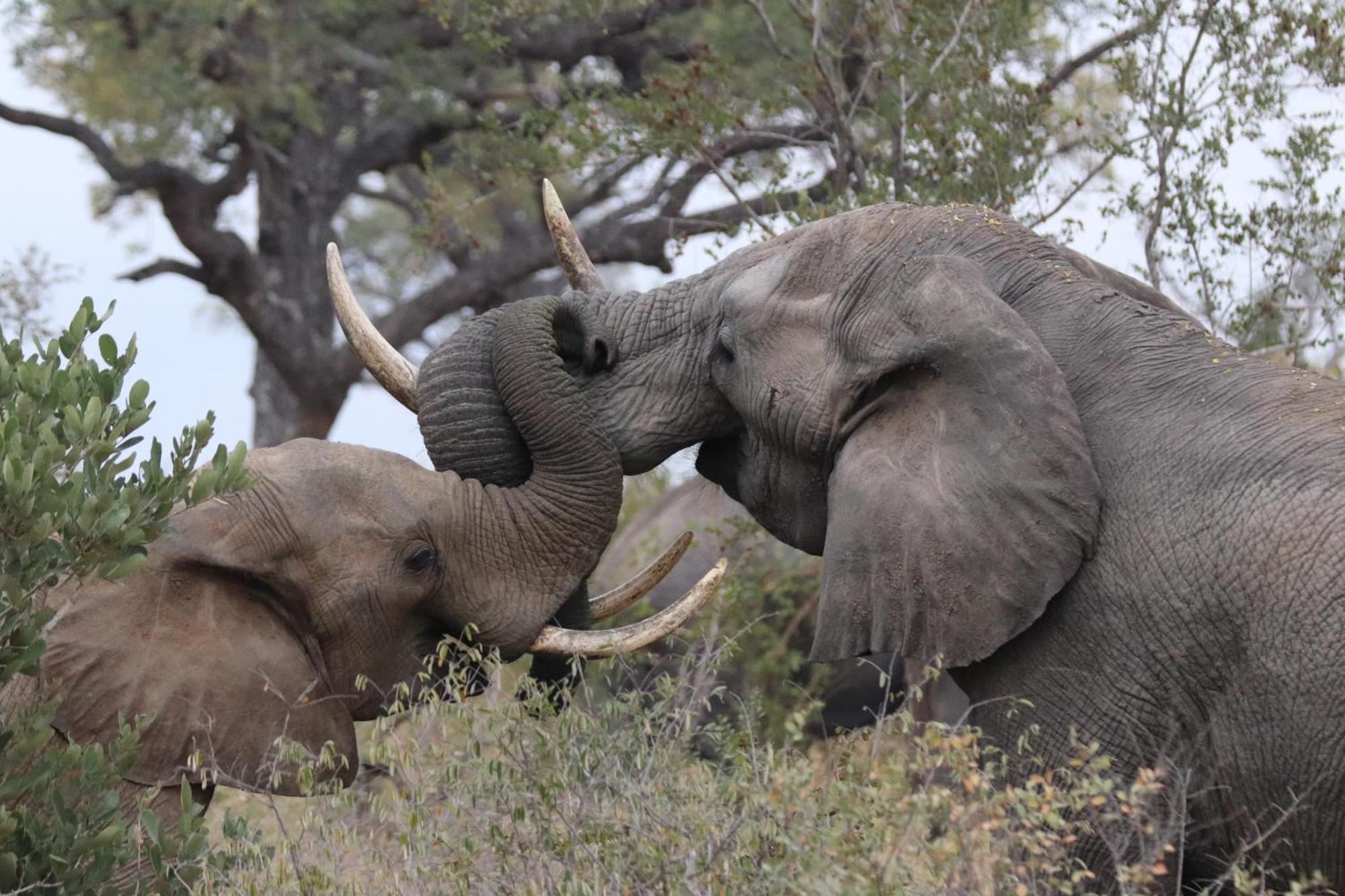 Masodini Game Lodge Hoedspruit Kültér fotó