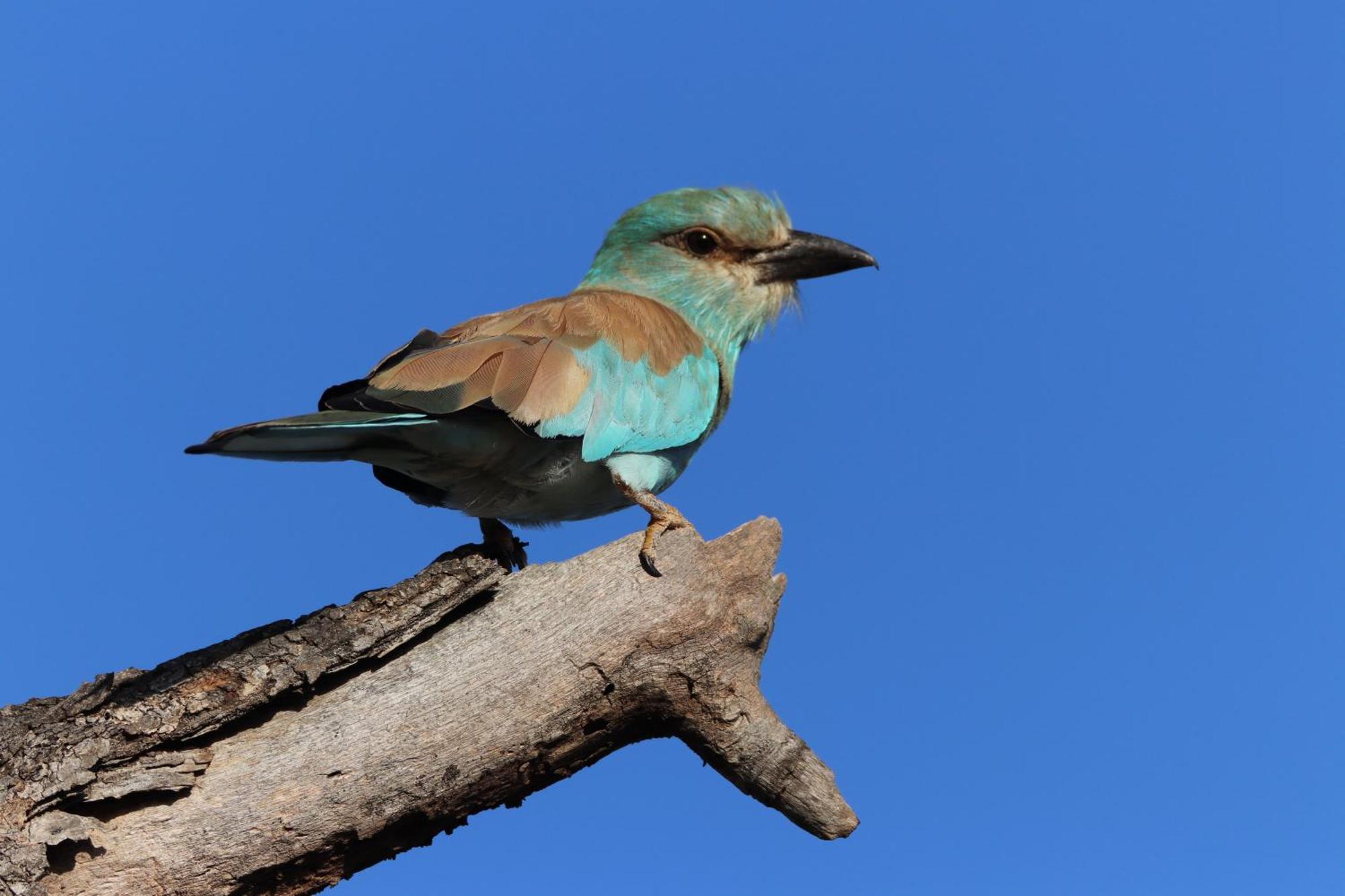 Masodini Game Lodge Hoedspruit Kültér fotó