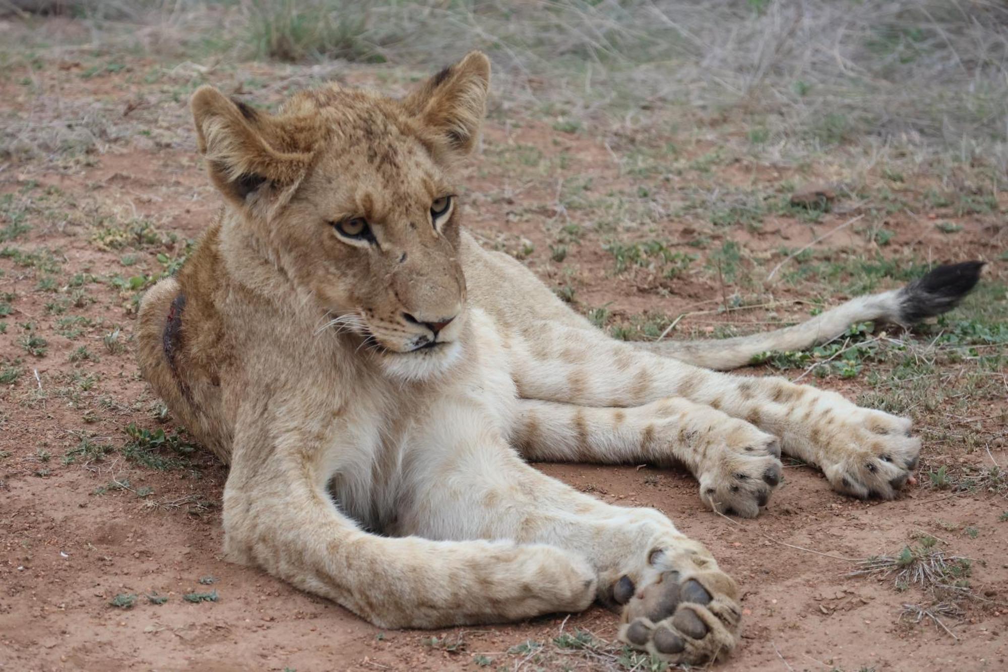 Masodini Game Lodge Hoedspruit Kültér fotó