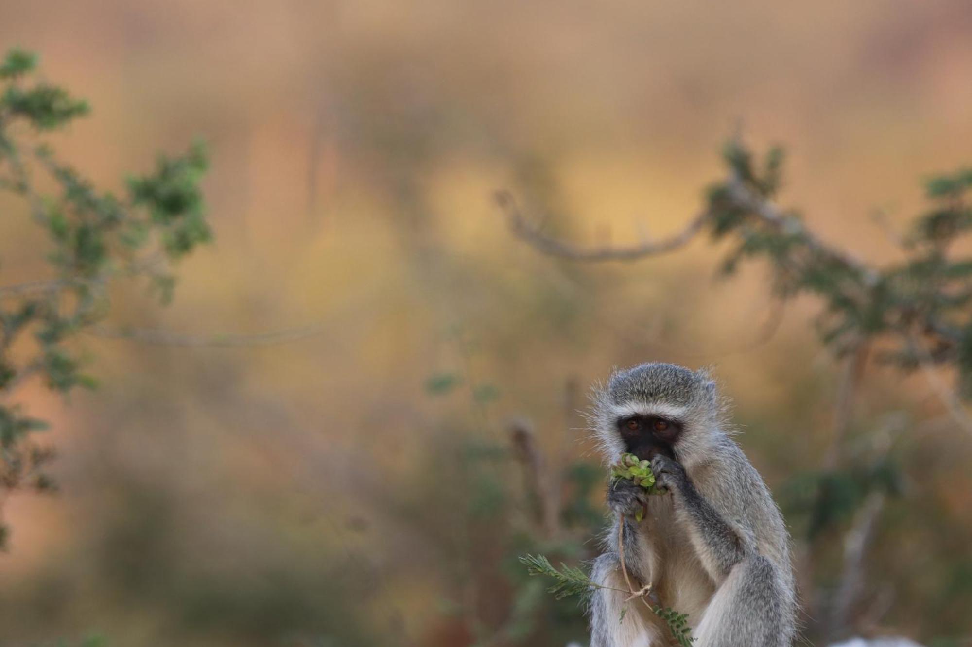 Masodini Game Lodge Hoedspruit Kültér fotó