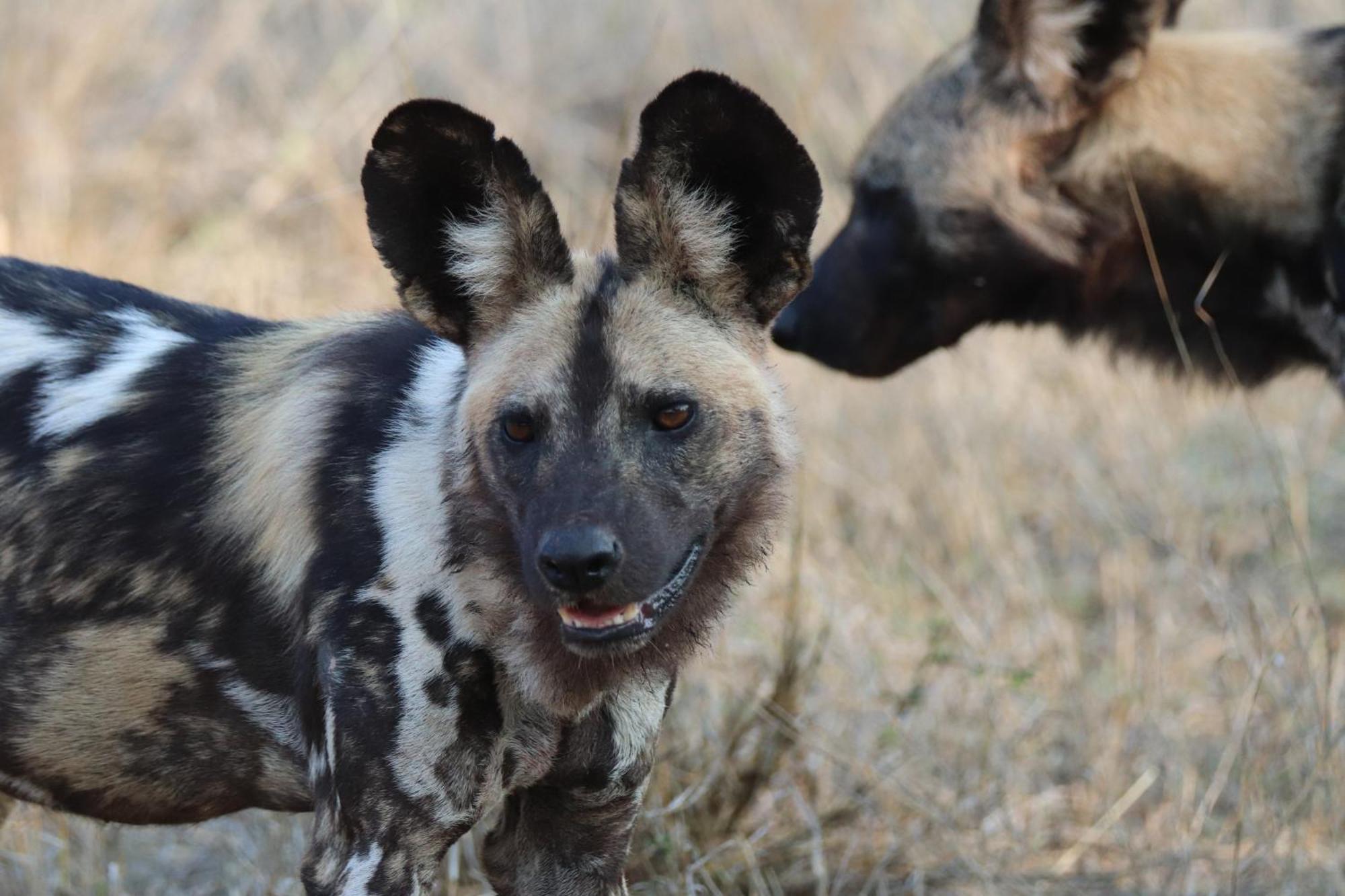 Masodini Game Lodge Hoedspruit Kültér fotó