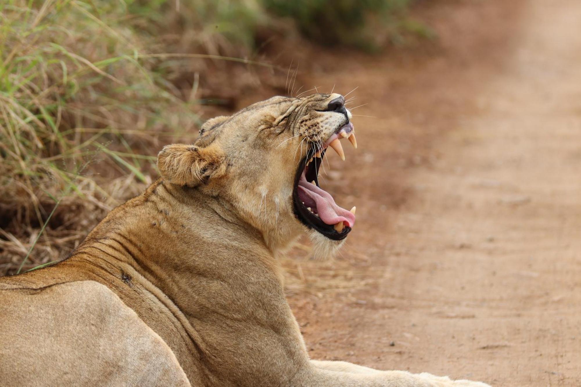 Masodini Game Lodge Hoedspruit Kültér fotó