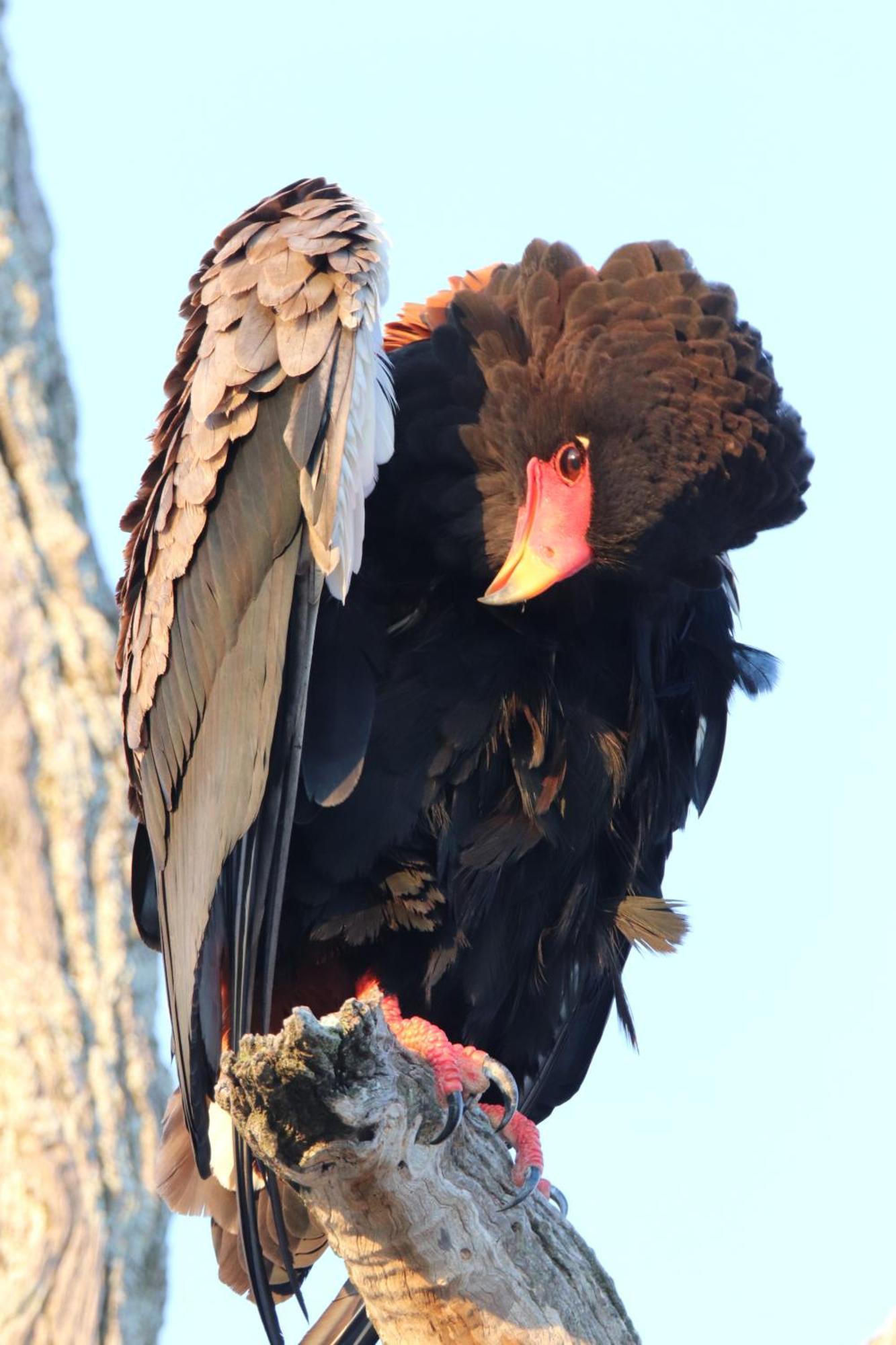 Masodini Game Lodge Hoedspruit Kültér fotó