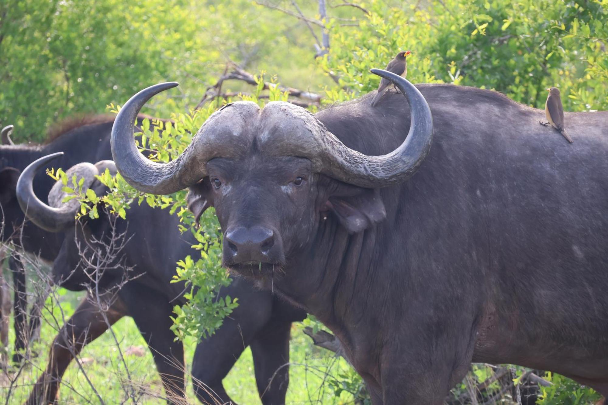 Masodini Game Lodge Hoedspruit Kültér fotó