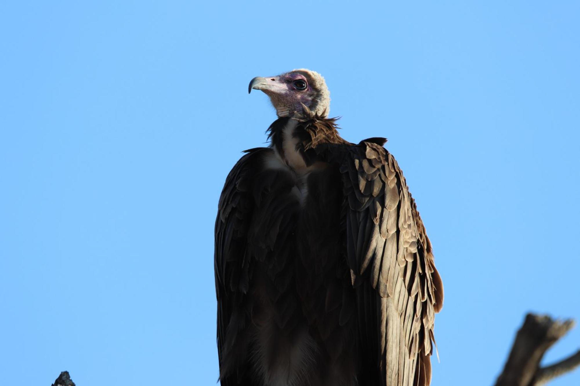 Masodini Game Lodge Hoedspruit Kültér fotó