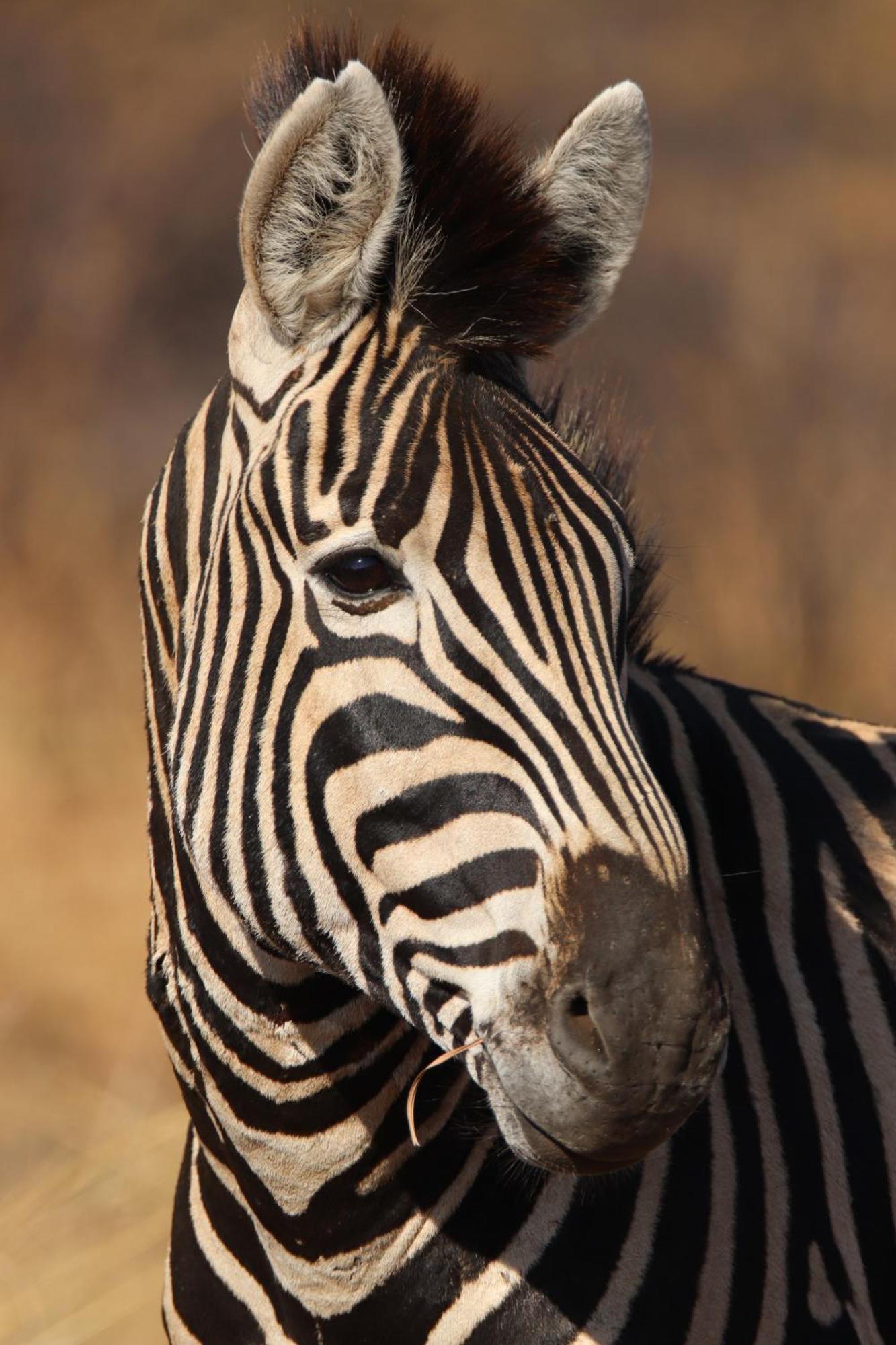 Masodini Game Lodge Hoedspruit Kültér fotó